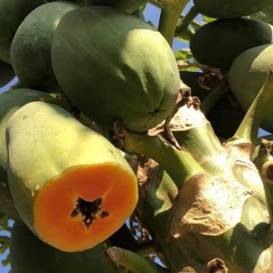 IQF Papaya teningur