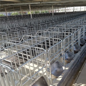 China Factory Pig Gestation Stall
