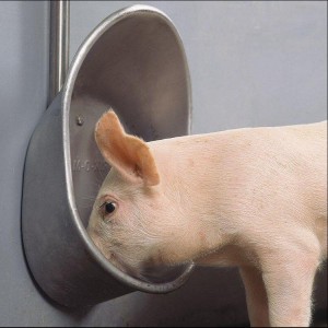 304 stainless steel Pig Drinking Bowl