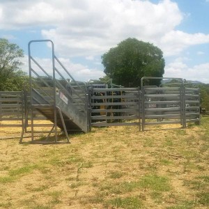 Cattle Ramp