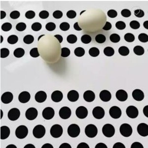 Perforated PP Egg Conveyor Belt