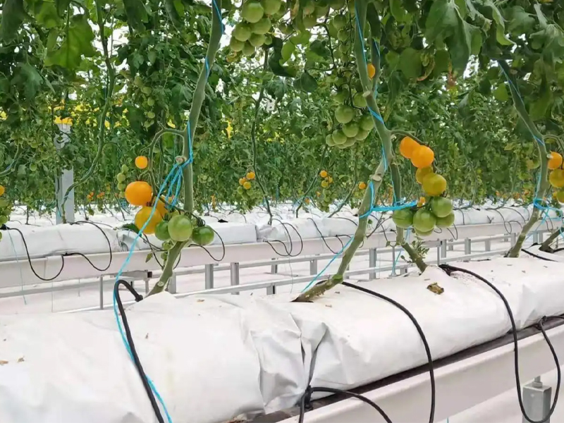 Force Sensors for Fruit and Vegetable Weight Measurement