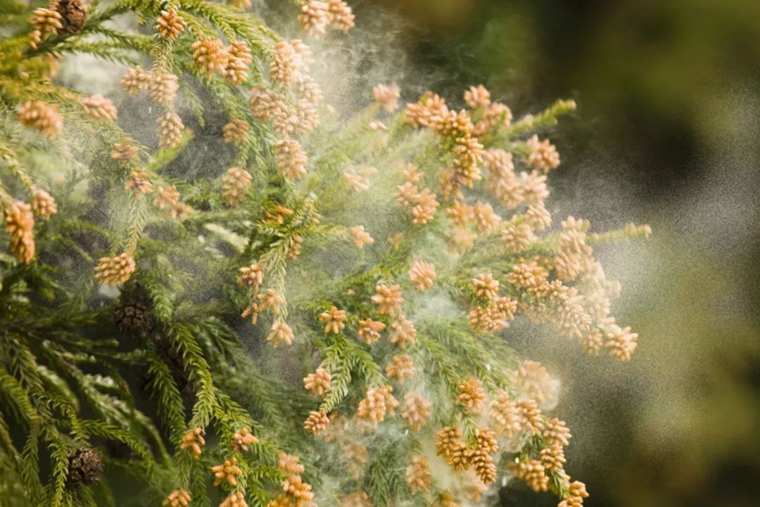 Battling Spring Pollen: Outdoor Adventures and Indoor Oasis with Air Purifiers