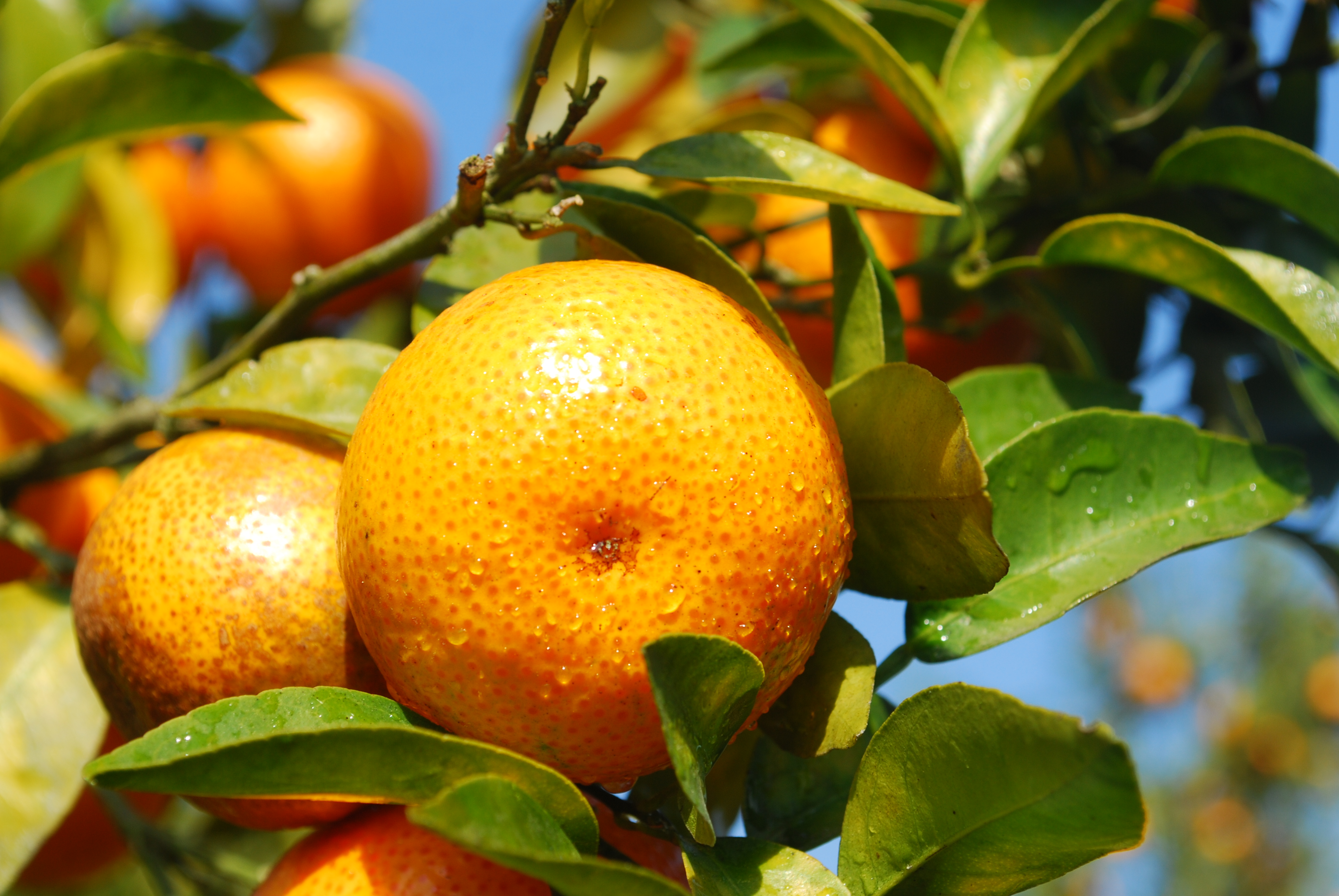 About citrus reddening and coloring