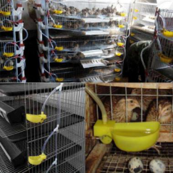 Chicken cage water drinking bowl (1)1546