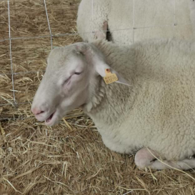 Sheep goat plastic ear tag sheep (1)1202