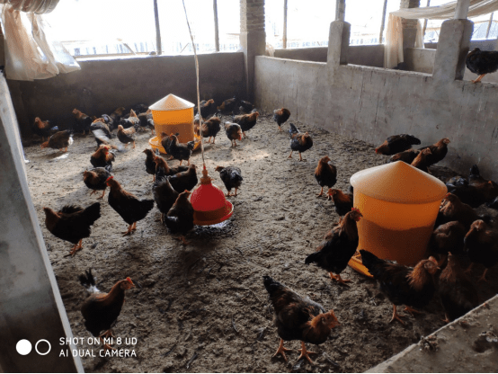 Automatic chicken feeder (1)1302