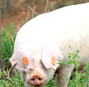 Pig sow TPU ear tag marker (1)1554