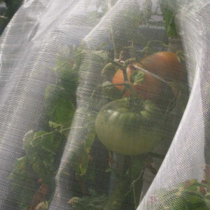 Rede antiinsectos para plantación de tomates, froitas e hortalizas