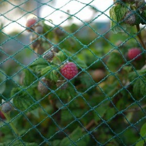 A rede de cobertura de horta axuda a medrar froitas e verduras