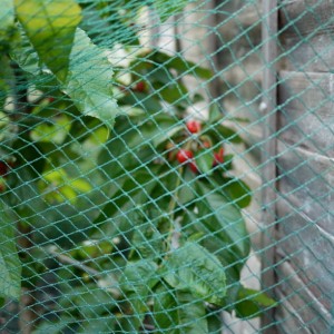 Haveplantagedækkende net hjælper frugt og grøntsager med at vokse