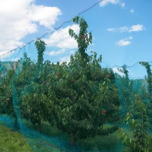 Sieť na zakrytie záhradných sadov pomáha pri pestovaní ovocia a zeleniny