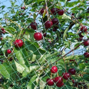 Siatka do przykrycia sadu ogrodowego pomaga w uprawie owoców i warzyw