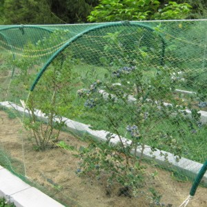 Täckande nät för trädgårdsodling hjälper frukt och grönsaker att växa