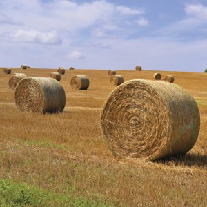 Bale net for pasture and straw collection Bundle
