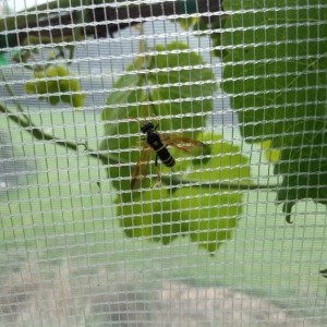 Anti-bee mesh net high-density anti-cokotan