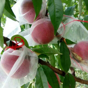 Umuzabibu Orchard Udukoko twangiza udukapu
