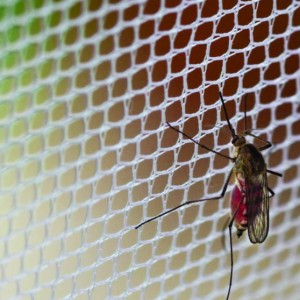 Nyanzvi China China Yepamusoro Hunhu Inotakurika Inopeta Mucheche Mosquito Net