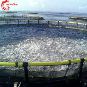 Aquaculture inoyangarara keji mambure egungwa cucumber shellfish nezvimwe