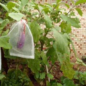 Mrežasta vrećica za voće i povrće otporna na insekte