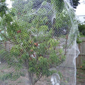 Anti-Bird Net For Orchard and Farm