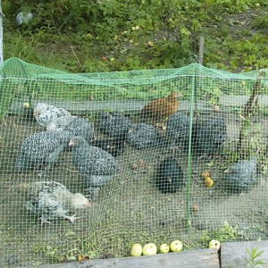 Reti di plastica di pollame per l'avicultura