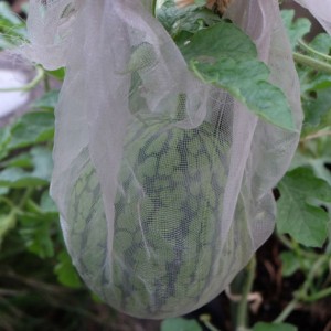 Insektsikker meshpose til frugt og grøntsager