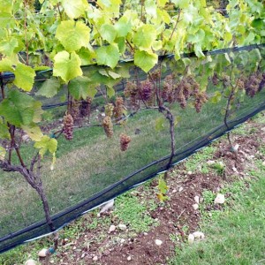 Vineyard Side Net to Anti Animals