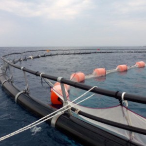 Sieť plávajúcich klietok pre akvakultúru pre mäkkýše z morských uhoriek atď
