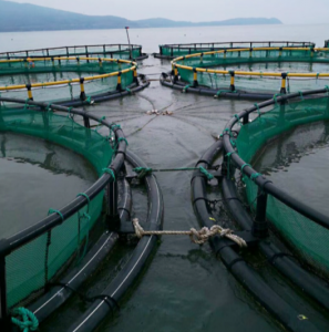 Aquaculture floating cage net for sea cucumber shellfish etc