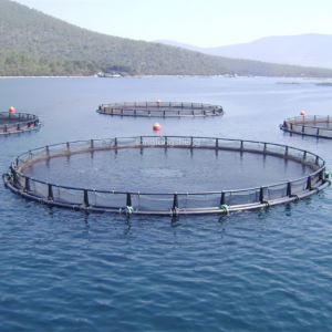 Akvakultur flytemerdnett for sjøagurkskall mm