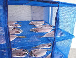 Produksjonsselskaper for Kina Aluminiumslegering folding fiskelandingsnett
