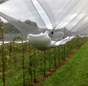 Kualitas luhur Apple Tangkal Pertanian Plastik Anti Hujan Es Netting