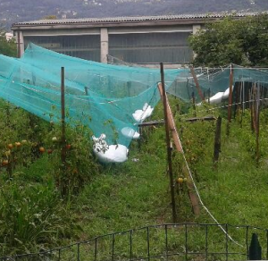 Visokokvalitetna poljoprivredna plastična mreža protiv tuče za stablo jabuke