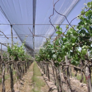Visokokvalitetna poljoprivredna plastična mreža protiv tuče za stablo jabuke