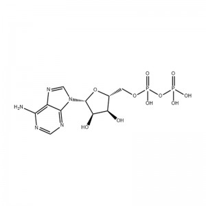 OEM/ODM China Monobactam Aztreonam - China Adenosine Diphosphate Manufacture Supplier –  Longo