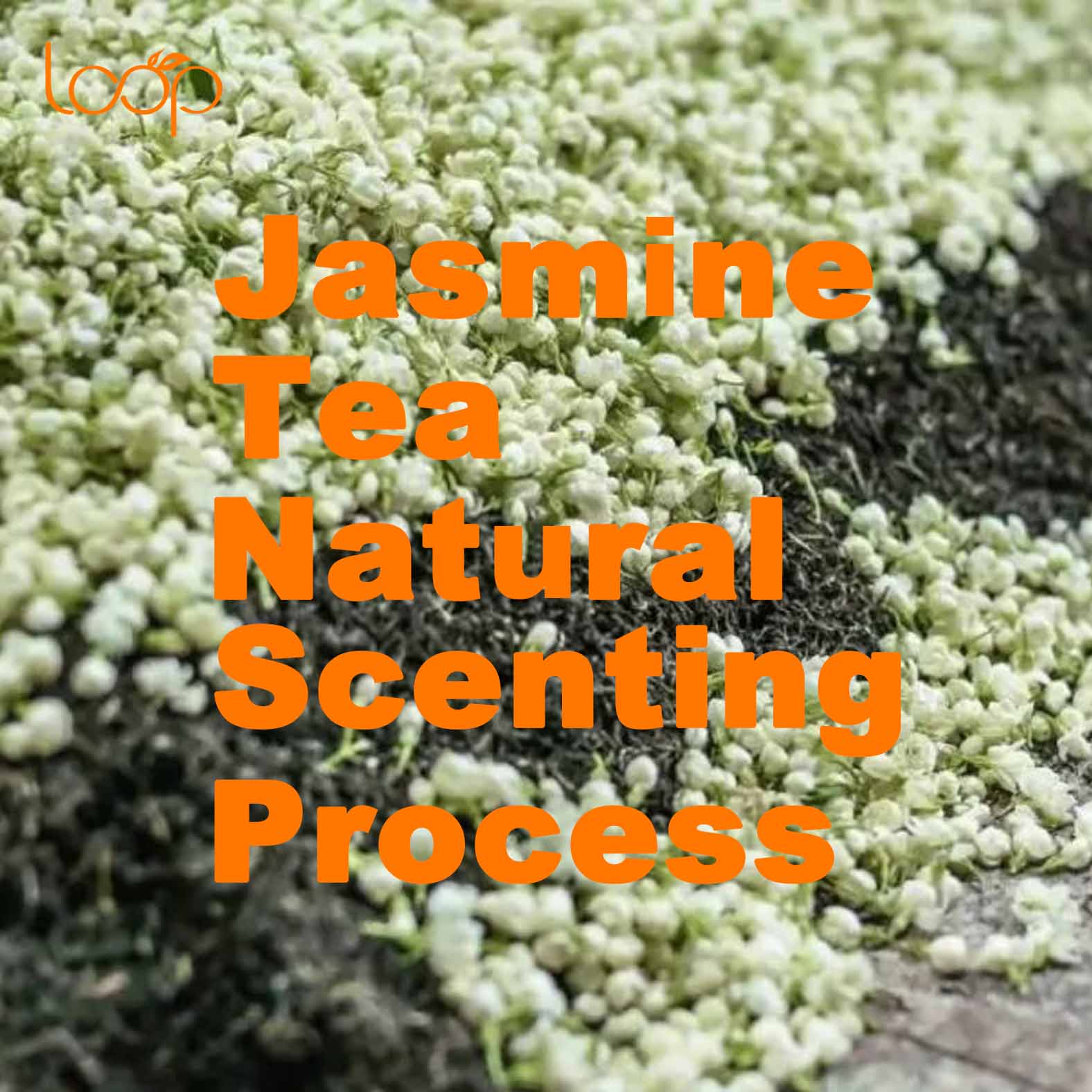 Jasmine Tea Natural Scenting Process