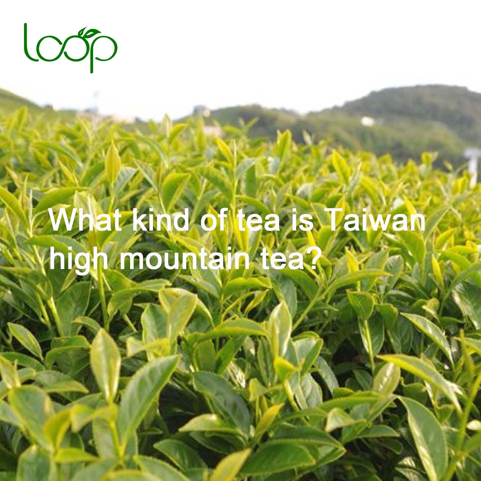 What kind of tea is Taiwan high mountain tea?