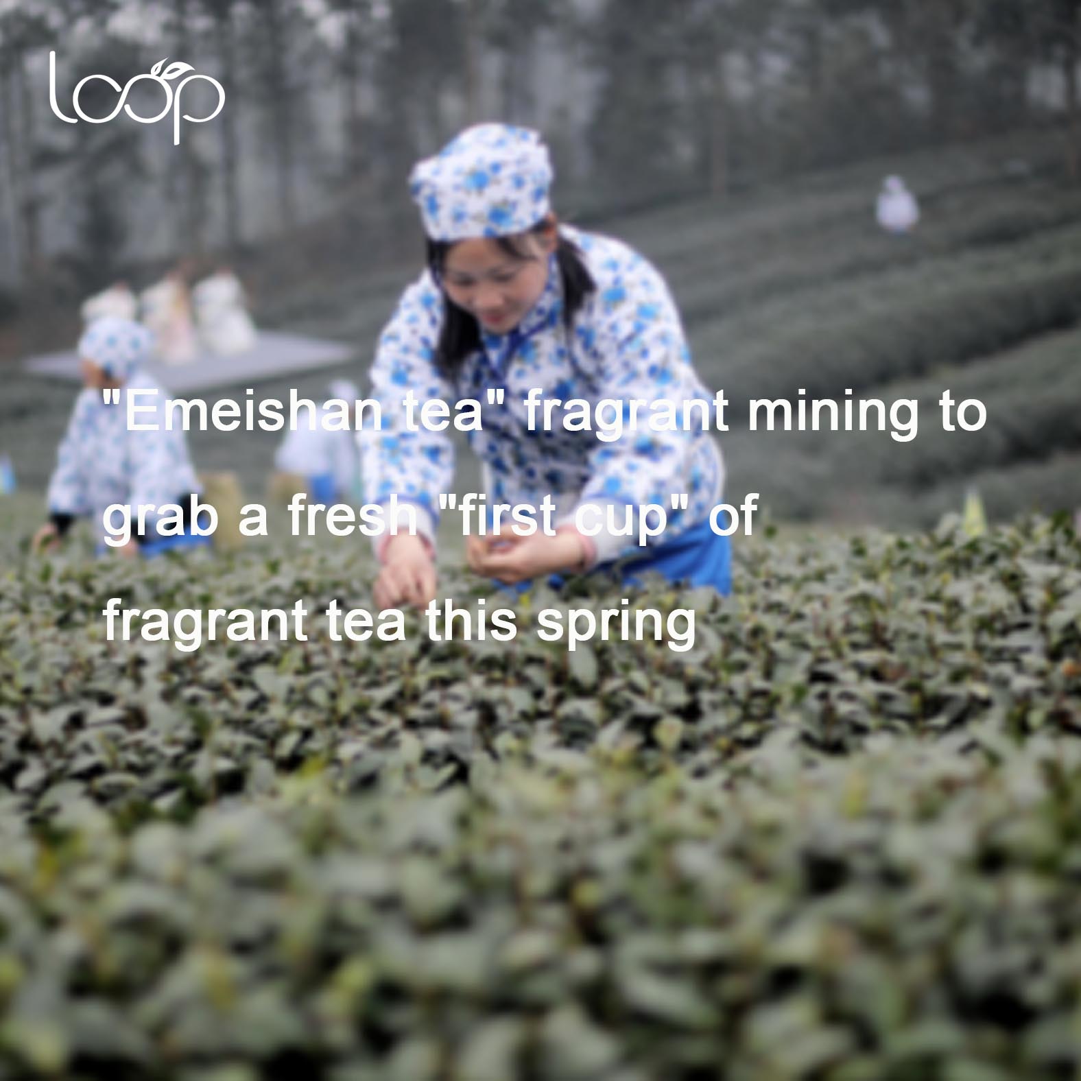 “Emeishan tea” fragrant mining to grab a fresh “first cup” of fragrant tea this spring