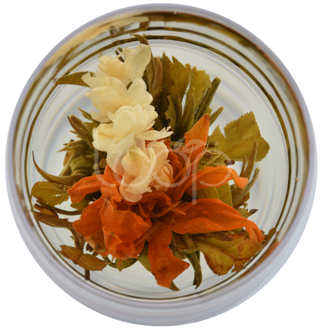 Blooming Tea Jasmine Fairy