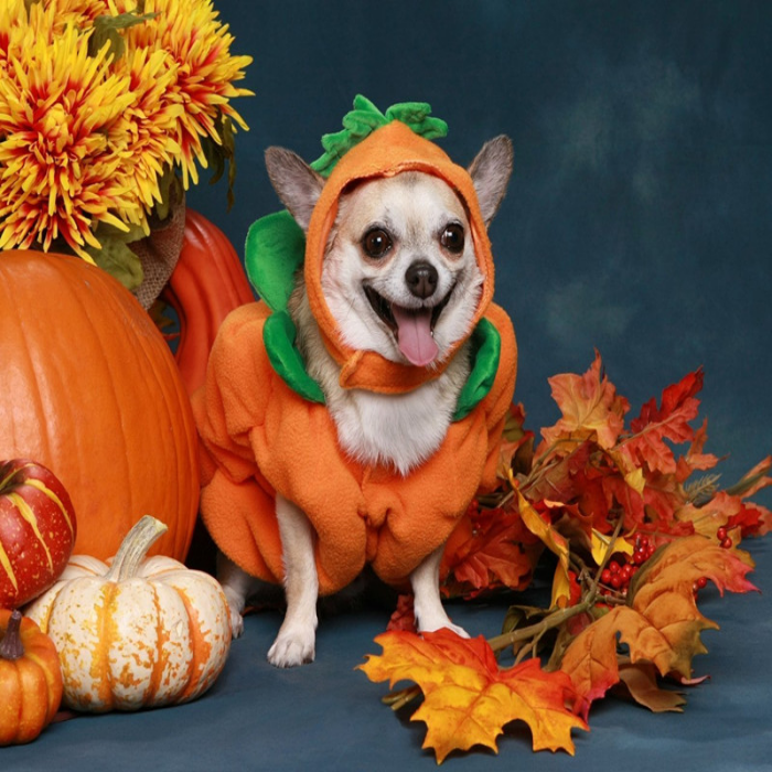 Consumption Forecast of Halloween Pet Clothing and Survey of Pet Owners’ Holiday Plans
