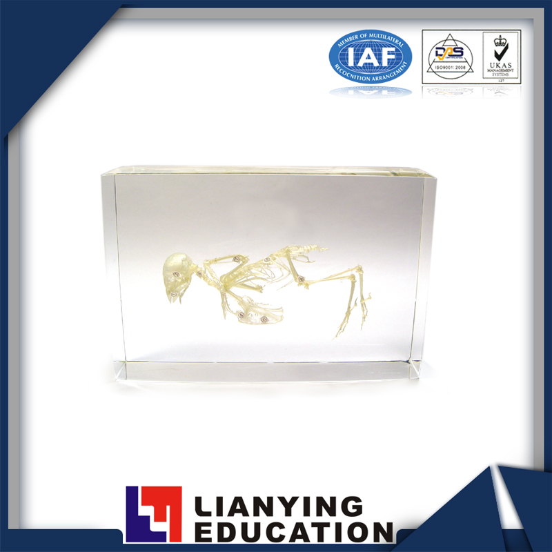 Chinese Professional Eye Anatomy Model - Bird Skeleton Specimen for teaching instrument – Lianying