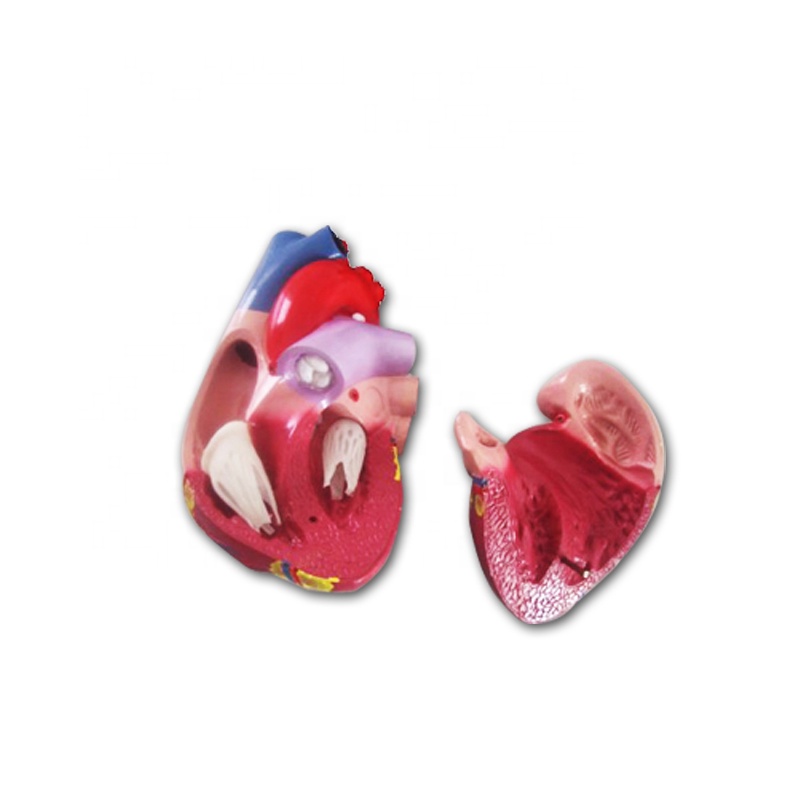 Hot New Products Heart Anatomy Model - Anatomical human heart model – Lianying