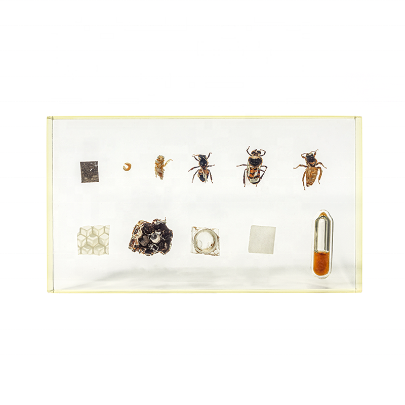 transparent bee life history resin specimen for teaching