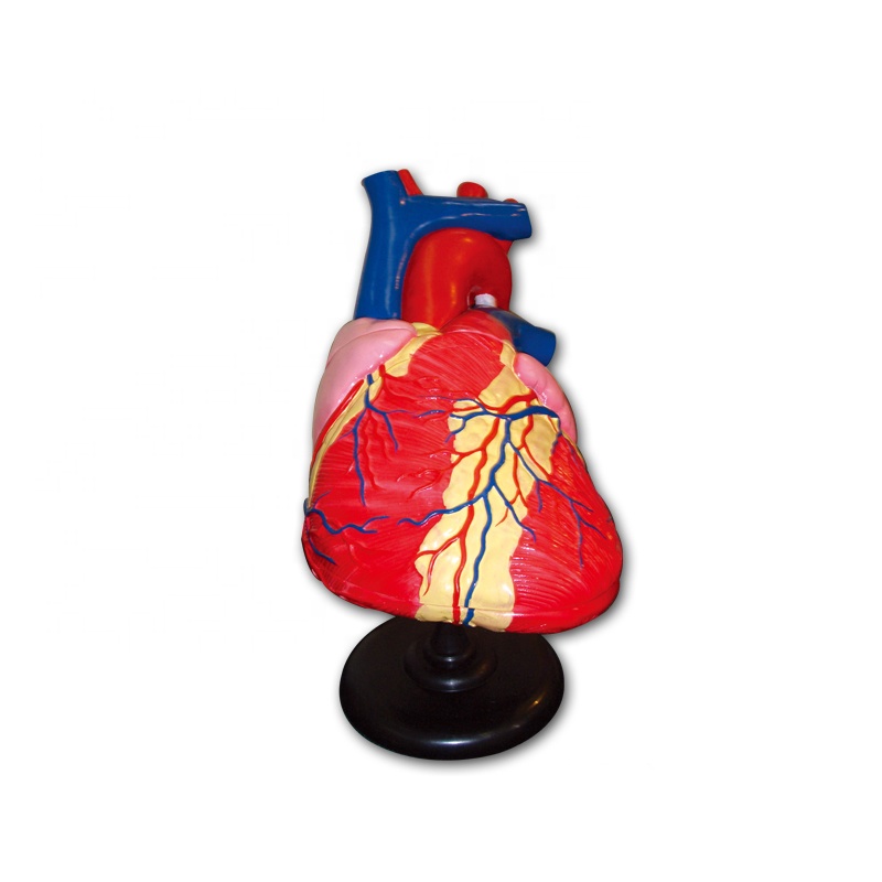 2019 China New Design Anatomy Skull Model - PVC human anatomical heart model – Lianying