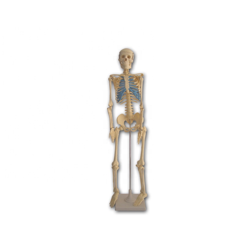 Professional China Dental Model - 85cm plastic human skeleton model – Lianying