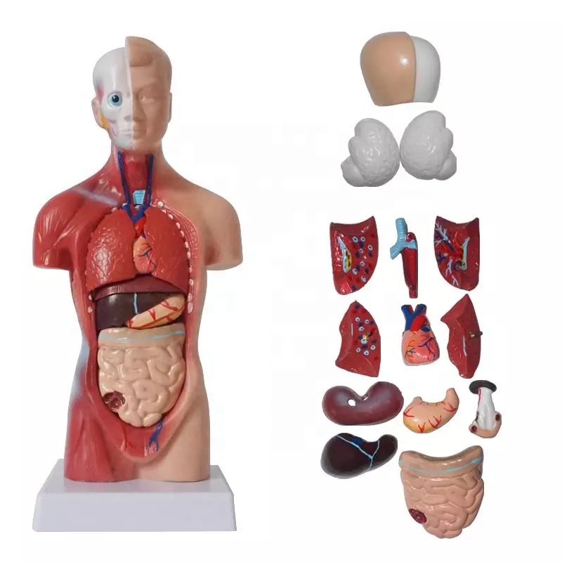 Unisex Human Torso Body Anatomy Anatomical Internal Organs Model For Teaching