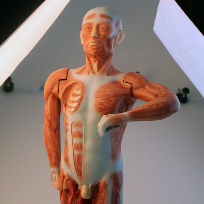 human muscular male / education model / medical model