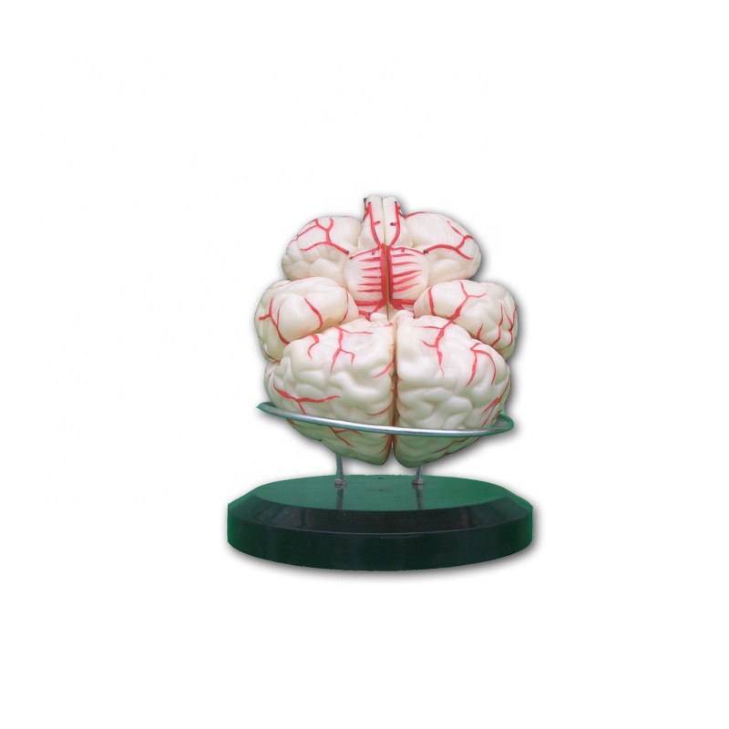 Human plastic brain models