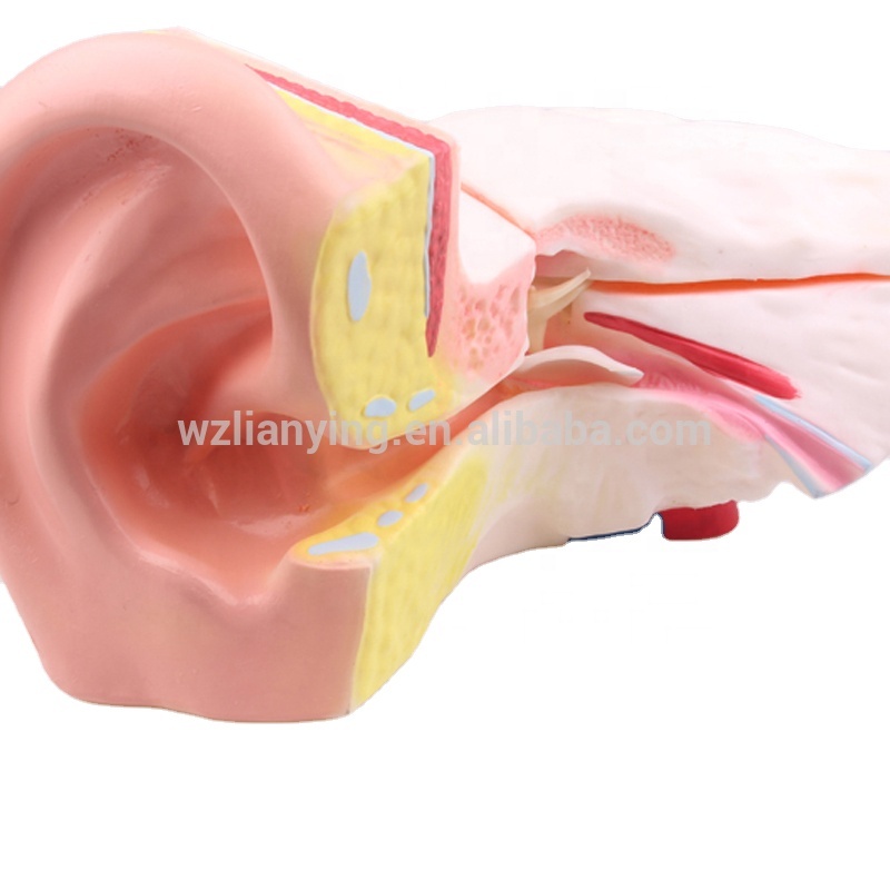 Factory Supply Spine Model - Magnified Internal Middle Ear Dissection Model human anatomy – Lianying